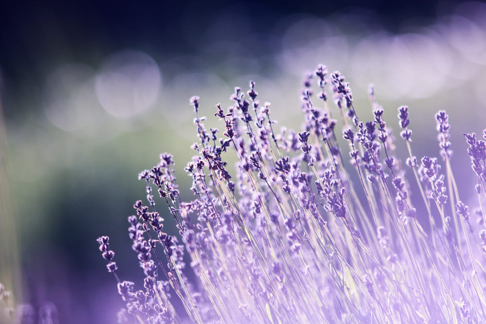 Lavender Color Meaning